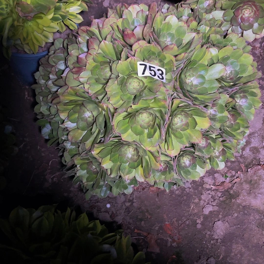 法师法师15-11包邮法师