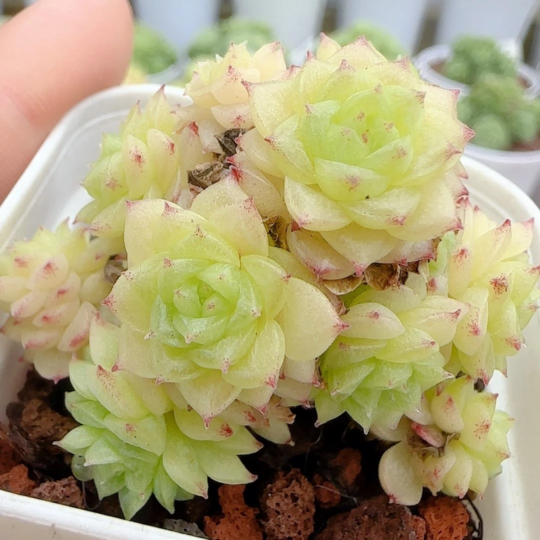 【闪购商品】0823-20花朵麦杆