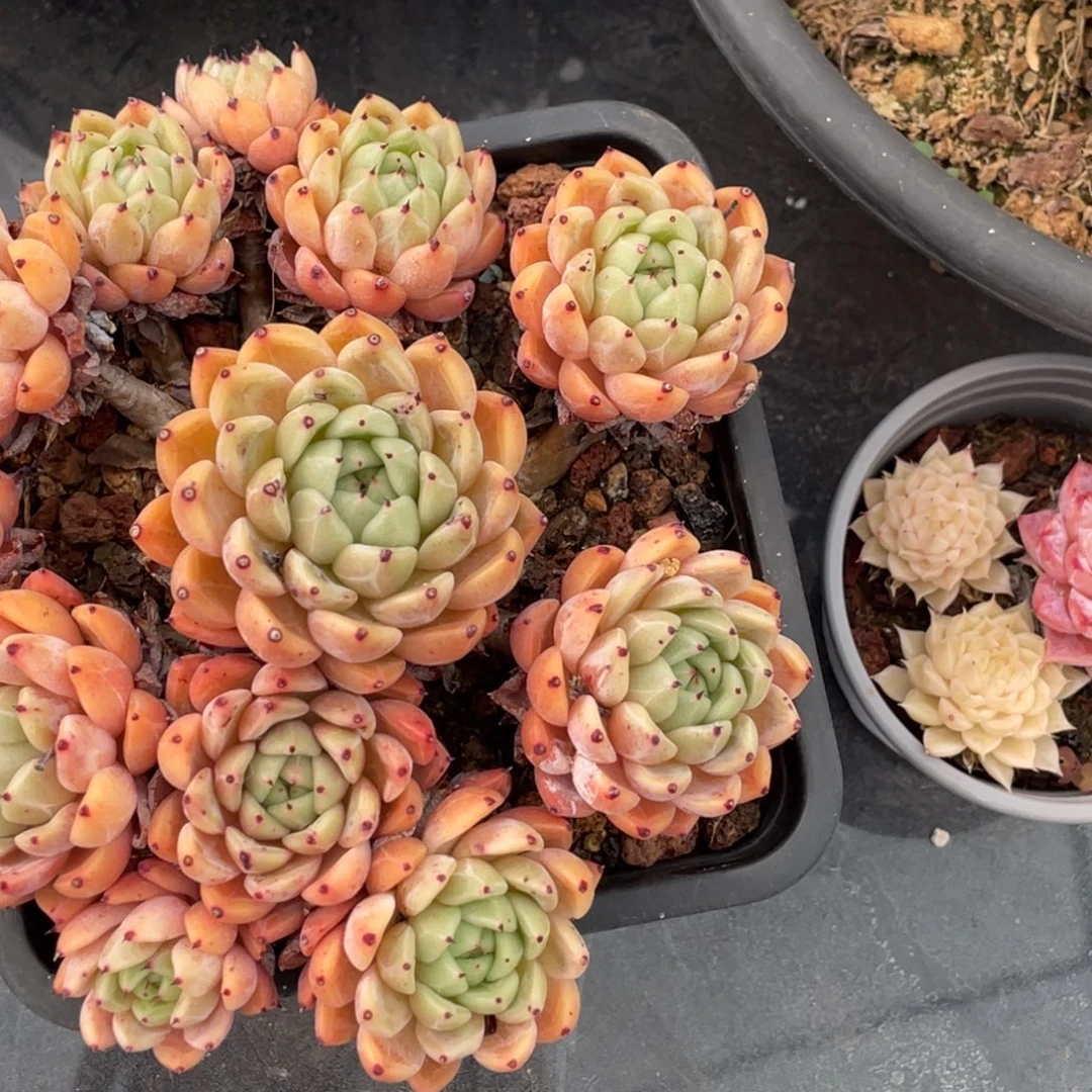 东云老桩大手捧群生