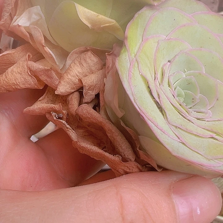 多**光山地玫瑰多肉植物山地74
