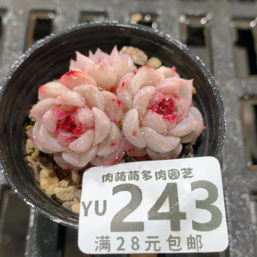 肉萌萌拇指盆精控多肉YU243