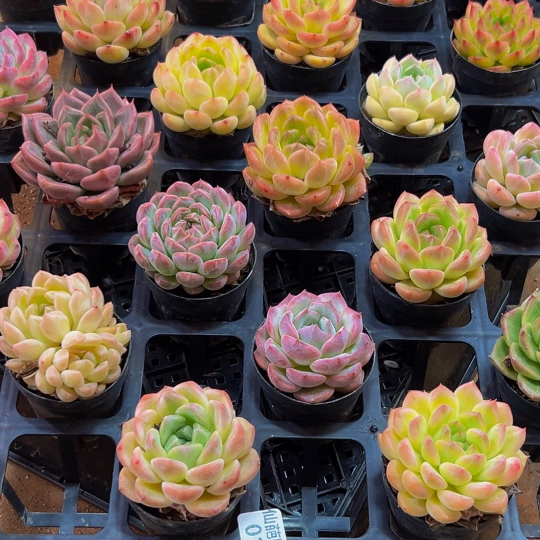 幸***x016的最后一天了啊我的小