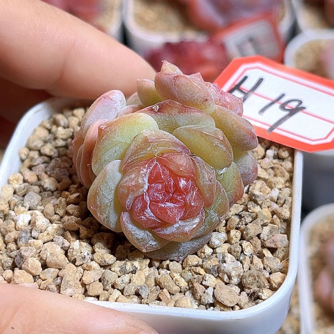 H19  新品珍妮满18包邮