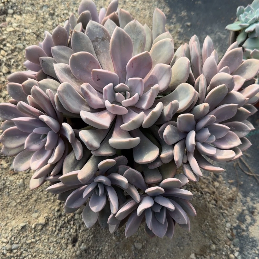 无花朵黛比大手捧