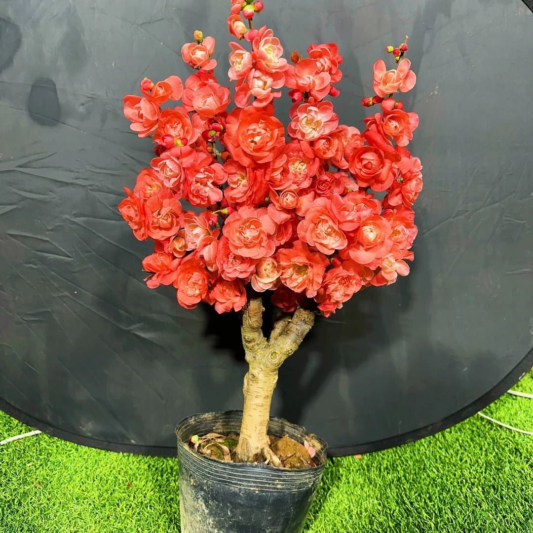 【凤之舞】稀少海棠盆景老桩 带花芽发货