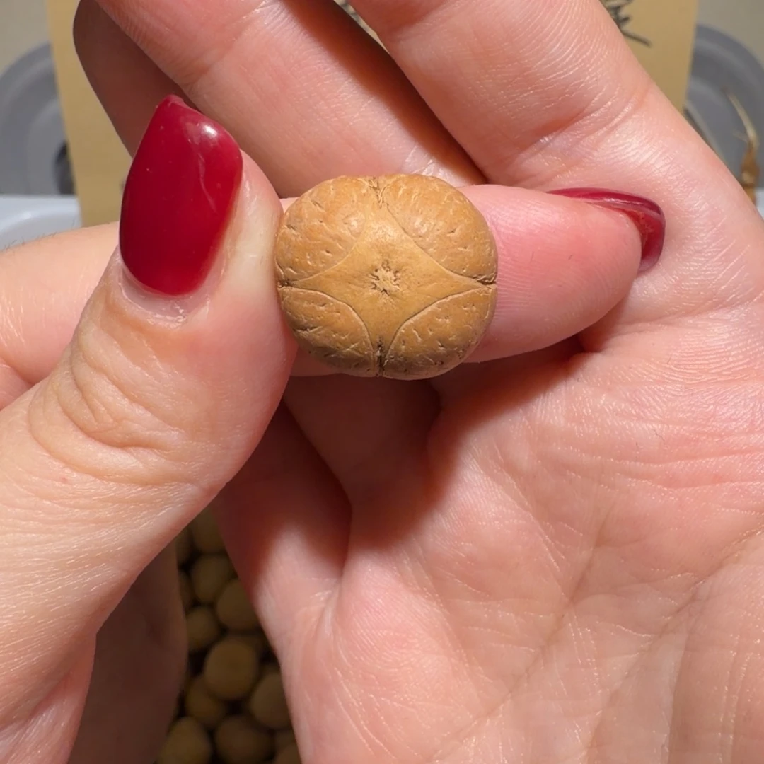 素***河凤眼菩提吊坠素履