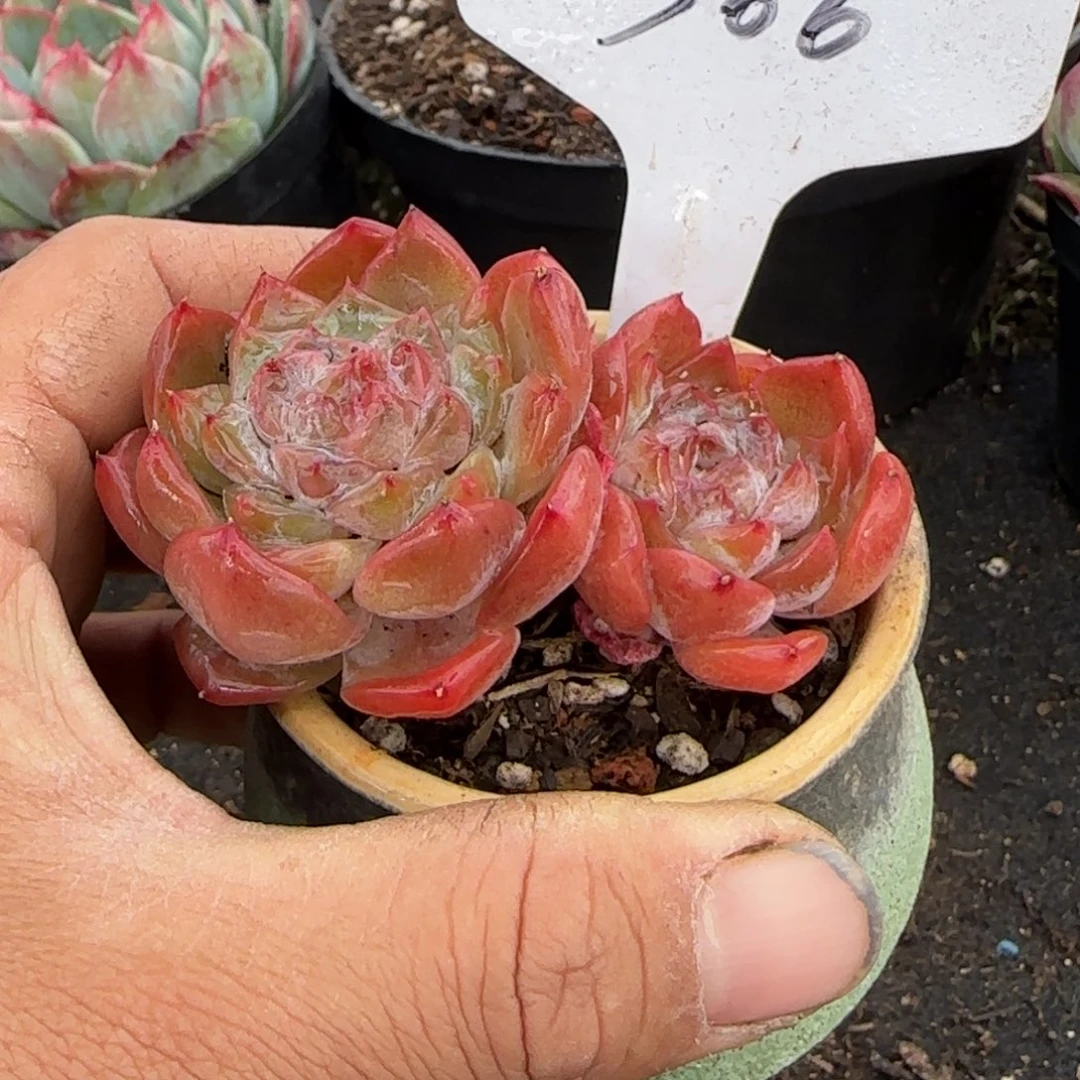 珍妮惊鸿一物一拍包装收缩花旱366