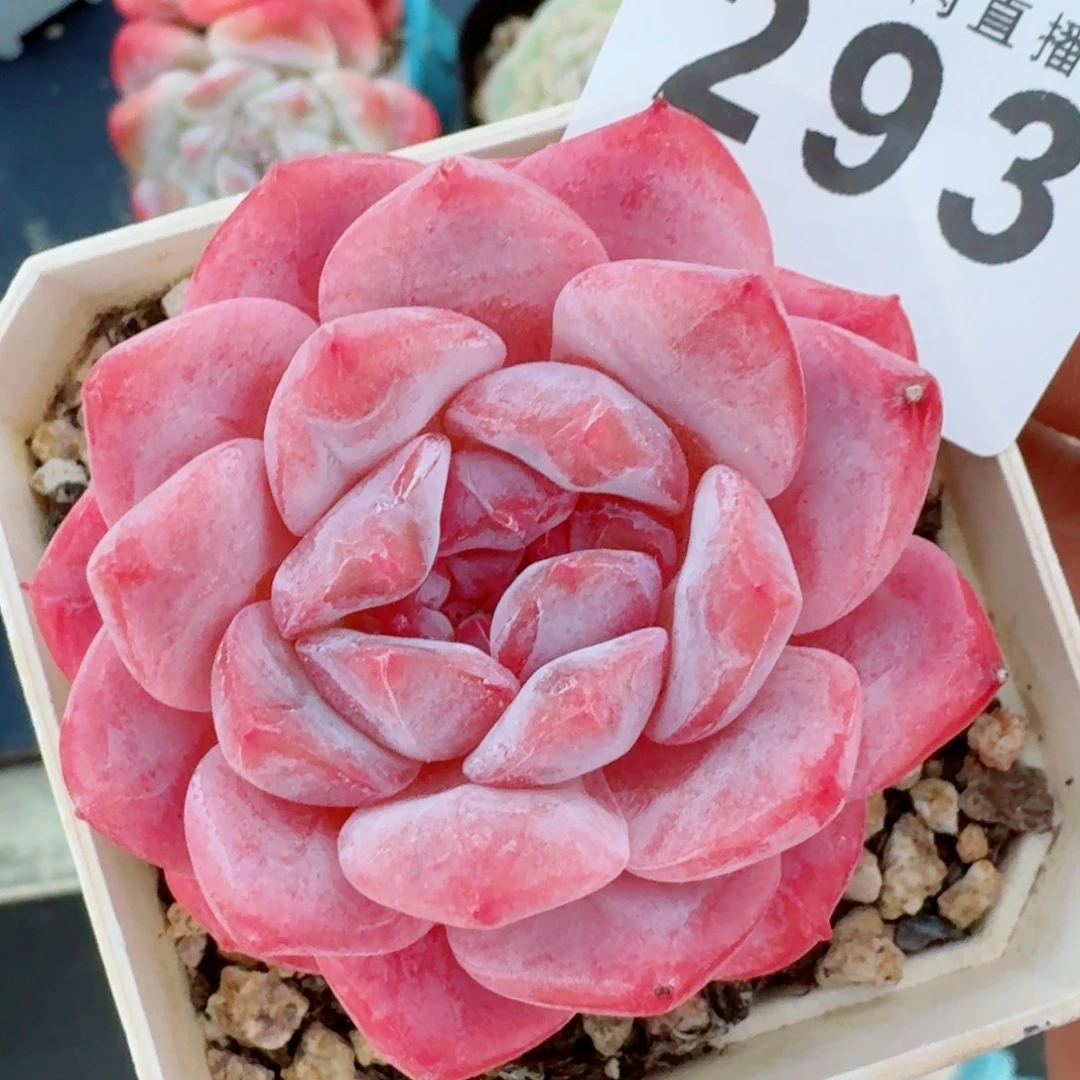 粉魄      愿你一路坦途，乘风破浪展宏图