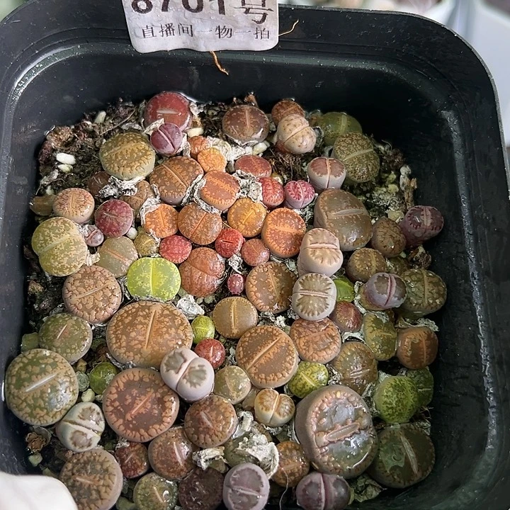 8701 好养易活生石花大母本10cm盆切糕