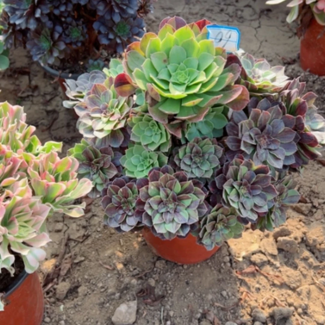 【闪购商品】花月夜60