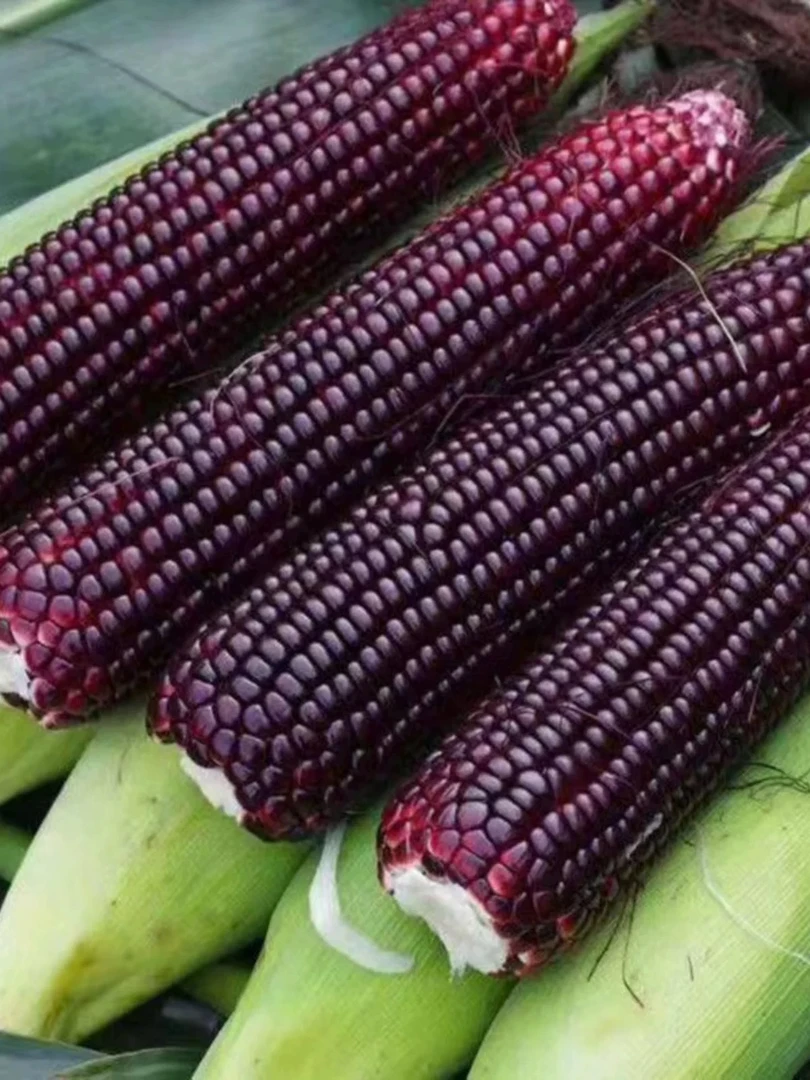 云南新鲜香甜粘糯黑糯玉米新鲜蔬菜