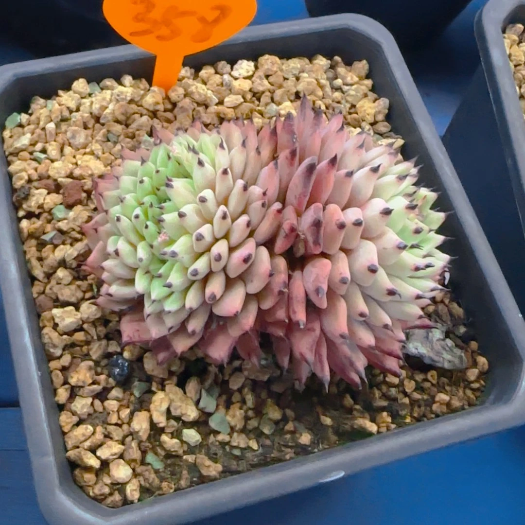 桑*358多肉植物一物一拍