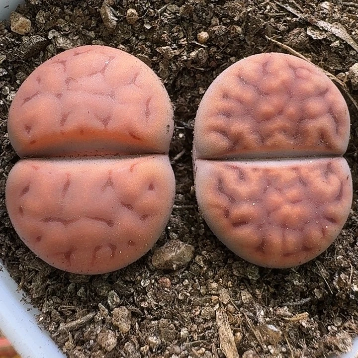 生石花111111。   233