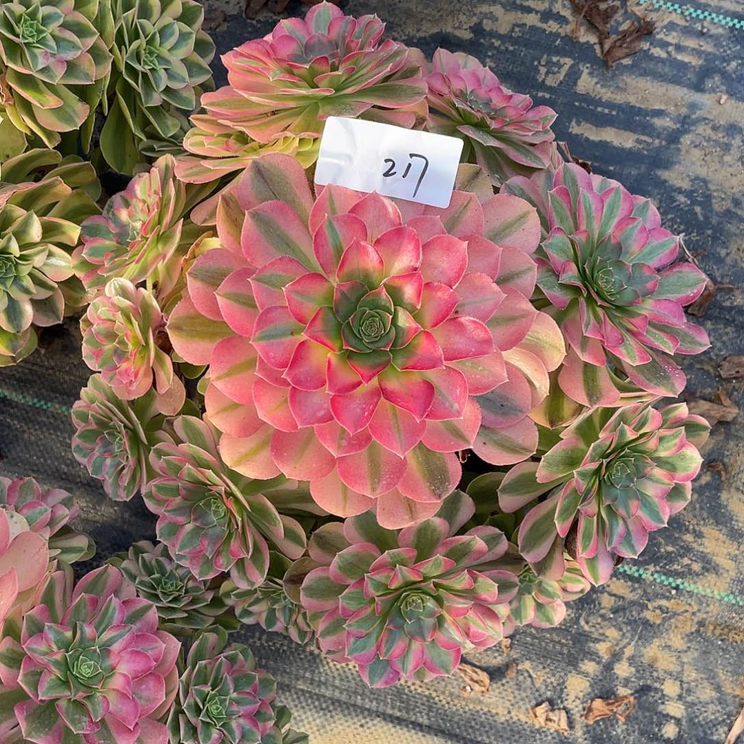 完全开放217111111111111111