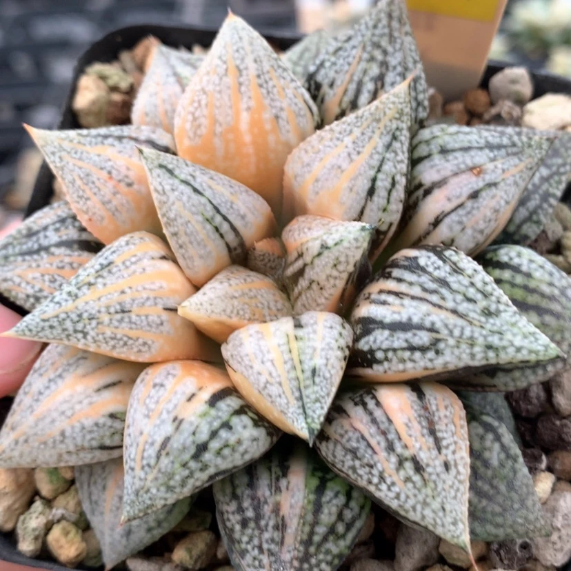 【闪购商品】509尖叶