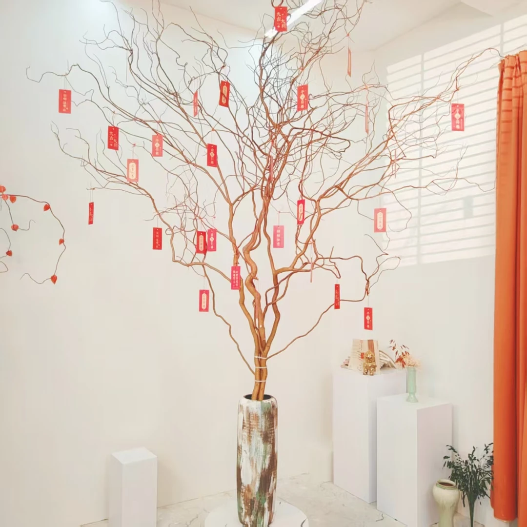 Hi~【高1.9-2米】春季爆款居家绿植 进口品种金丝楠藤 水培落地款