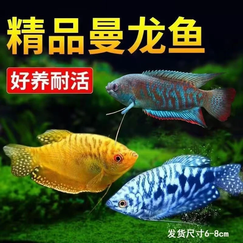 蓝黄曼龙淡水观赏鱼新手好养耐养小型热带孔雀斑马斗鱼易活不打氧