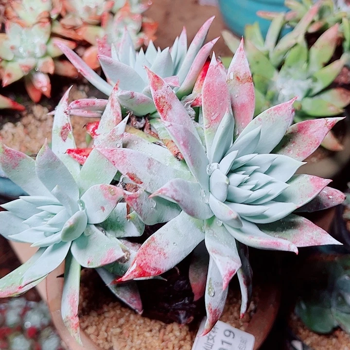 8019刘丹苹果叶雪山仙女杯