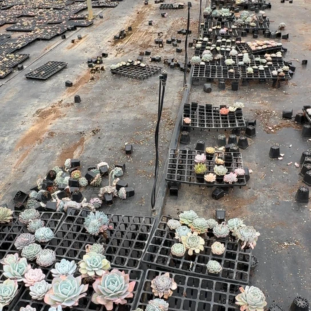 5-41左六绿菜五号箱子一箱子量拍