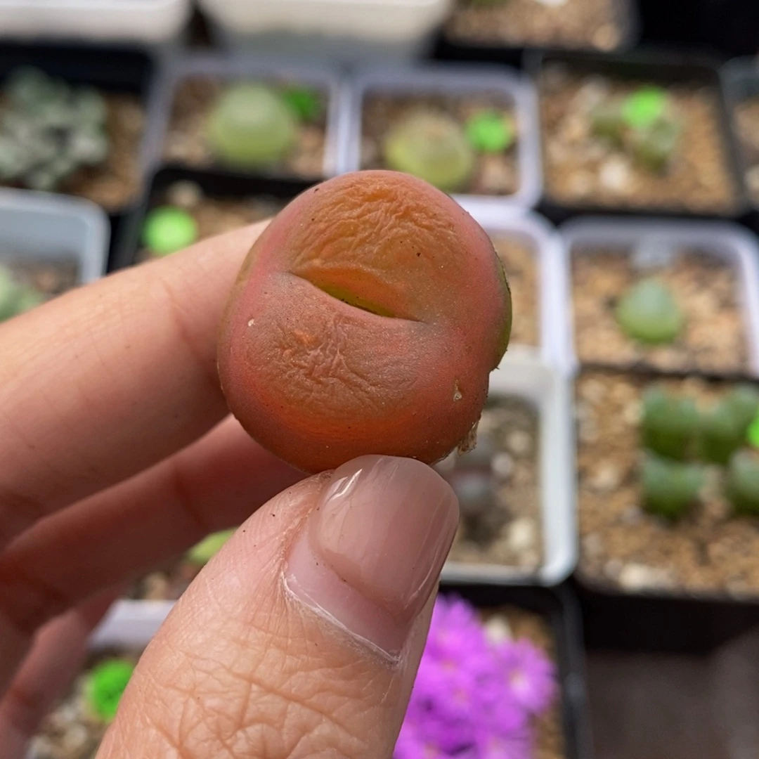2.5cm多肉植物保护343