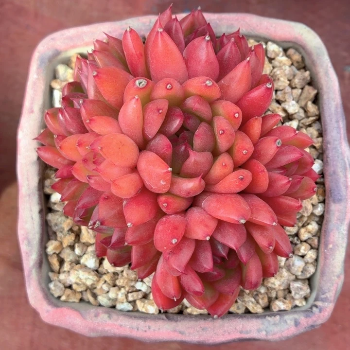 多肉植物 冬云（杂）-4