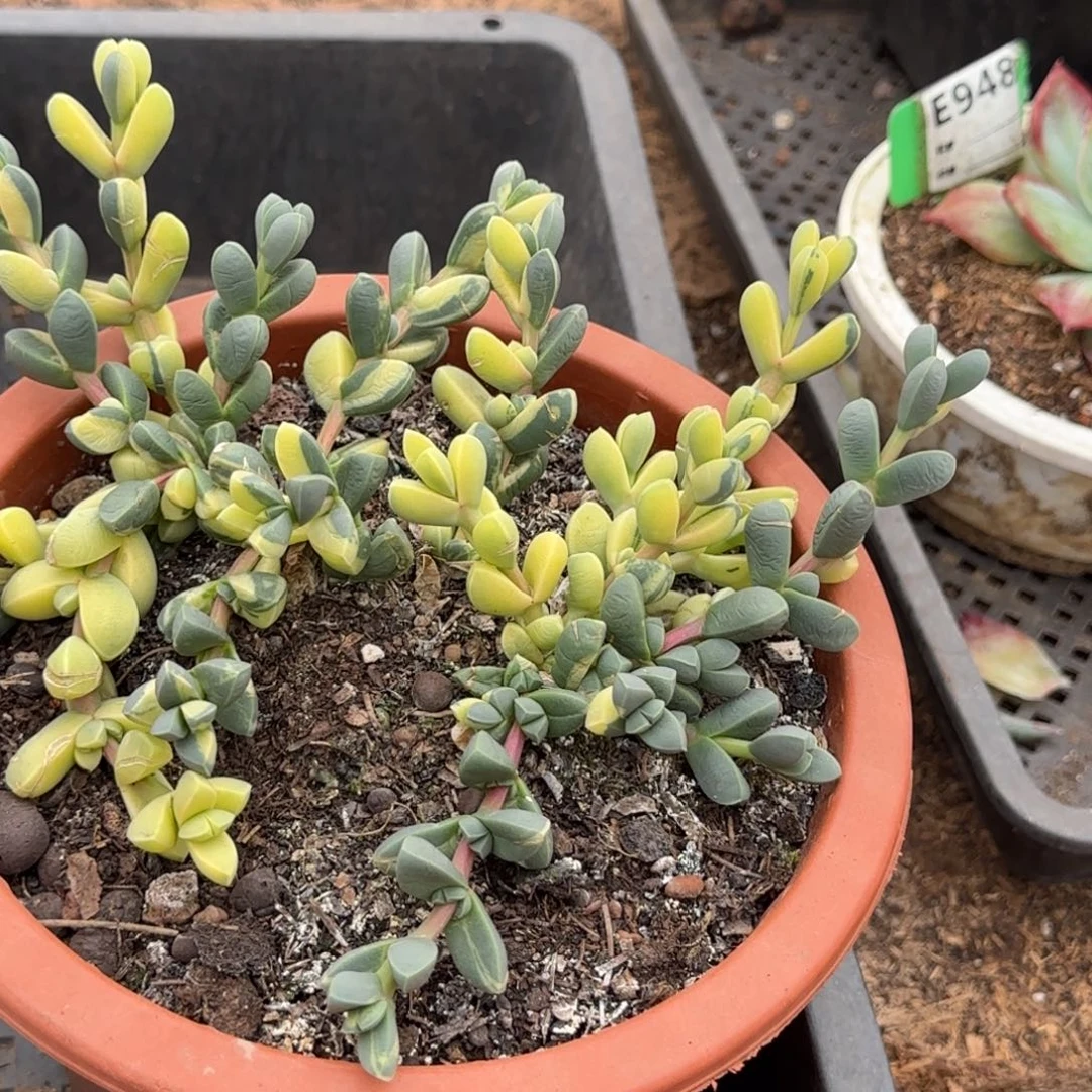 鹿角锦惊鸿一物一拍包装收缩花旱