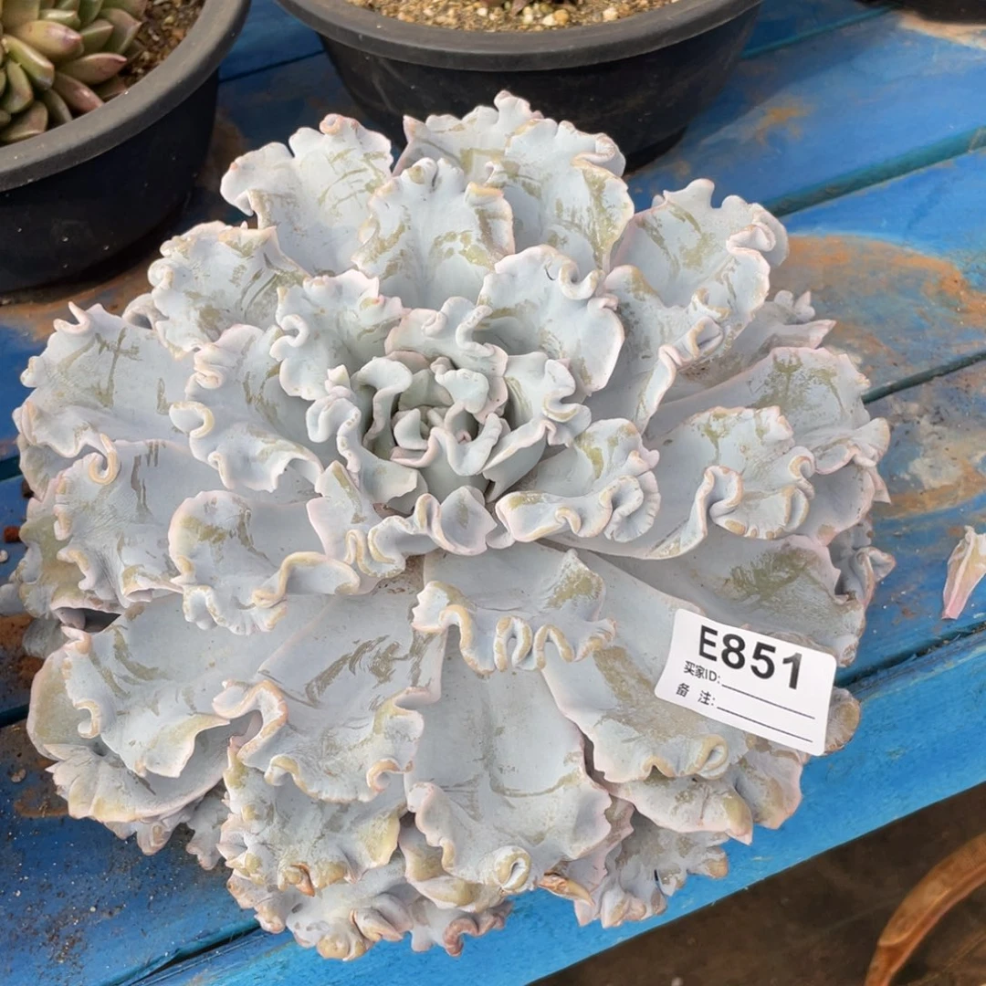 无花朵若如东云组拍E851