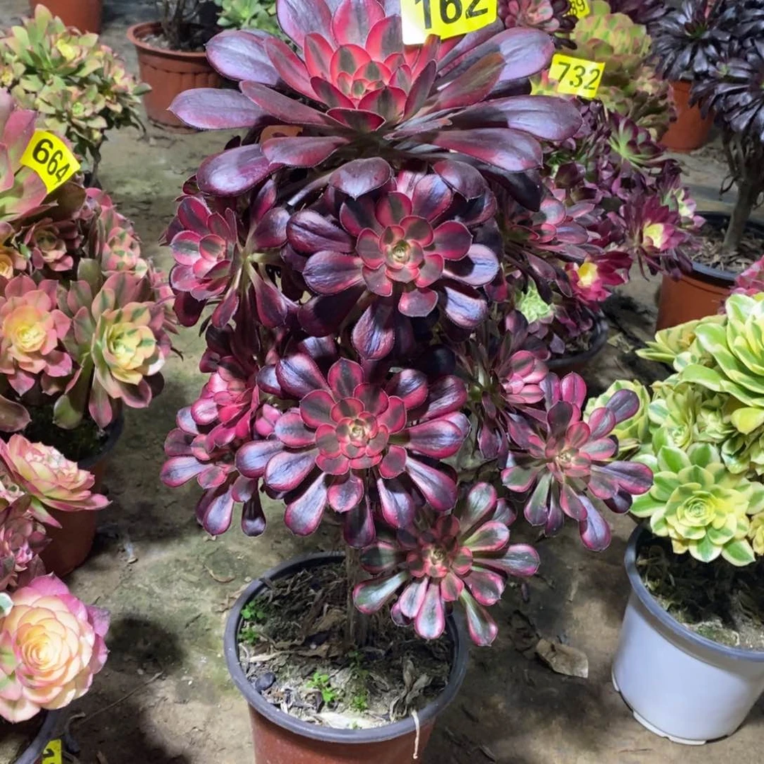 香奈儿红色多肉法师162