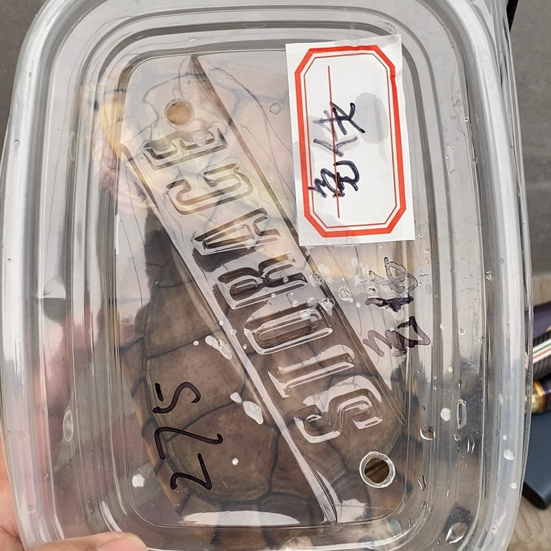 母绿毛龟焦糖巴西龟
