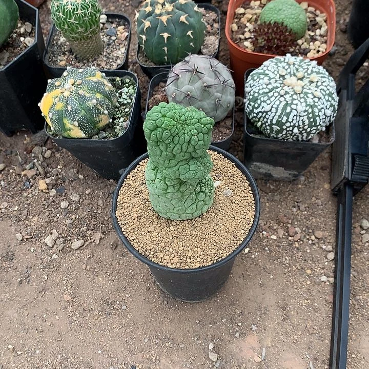 金**格333333333333333