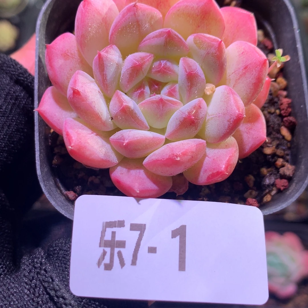 乐然 7-1 白桃汽水