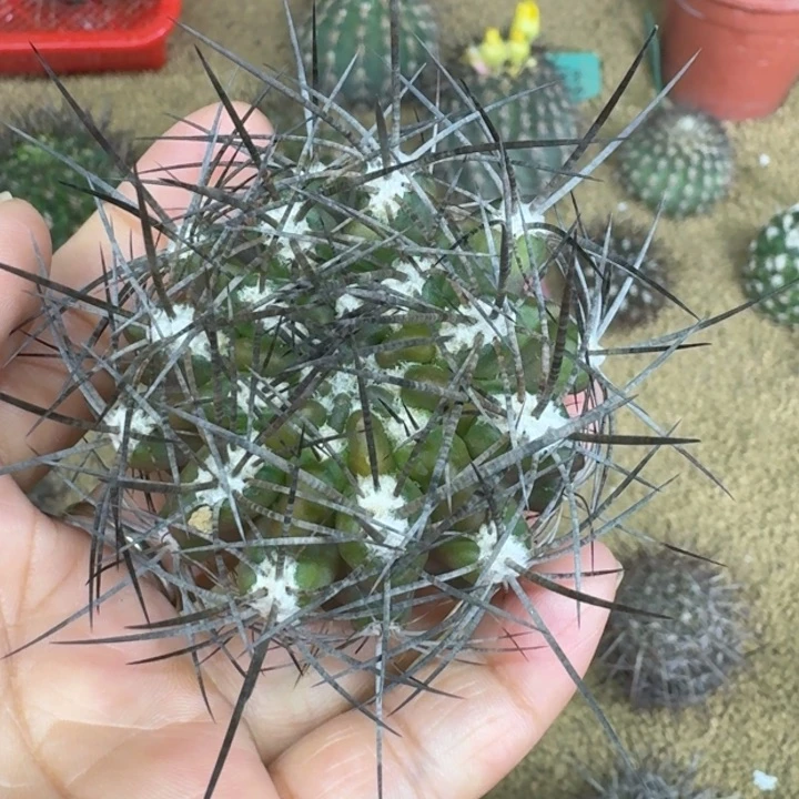 仙人球,舞昏玉,有根