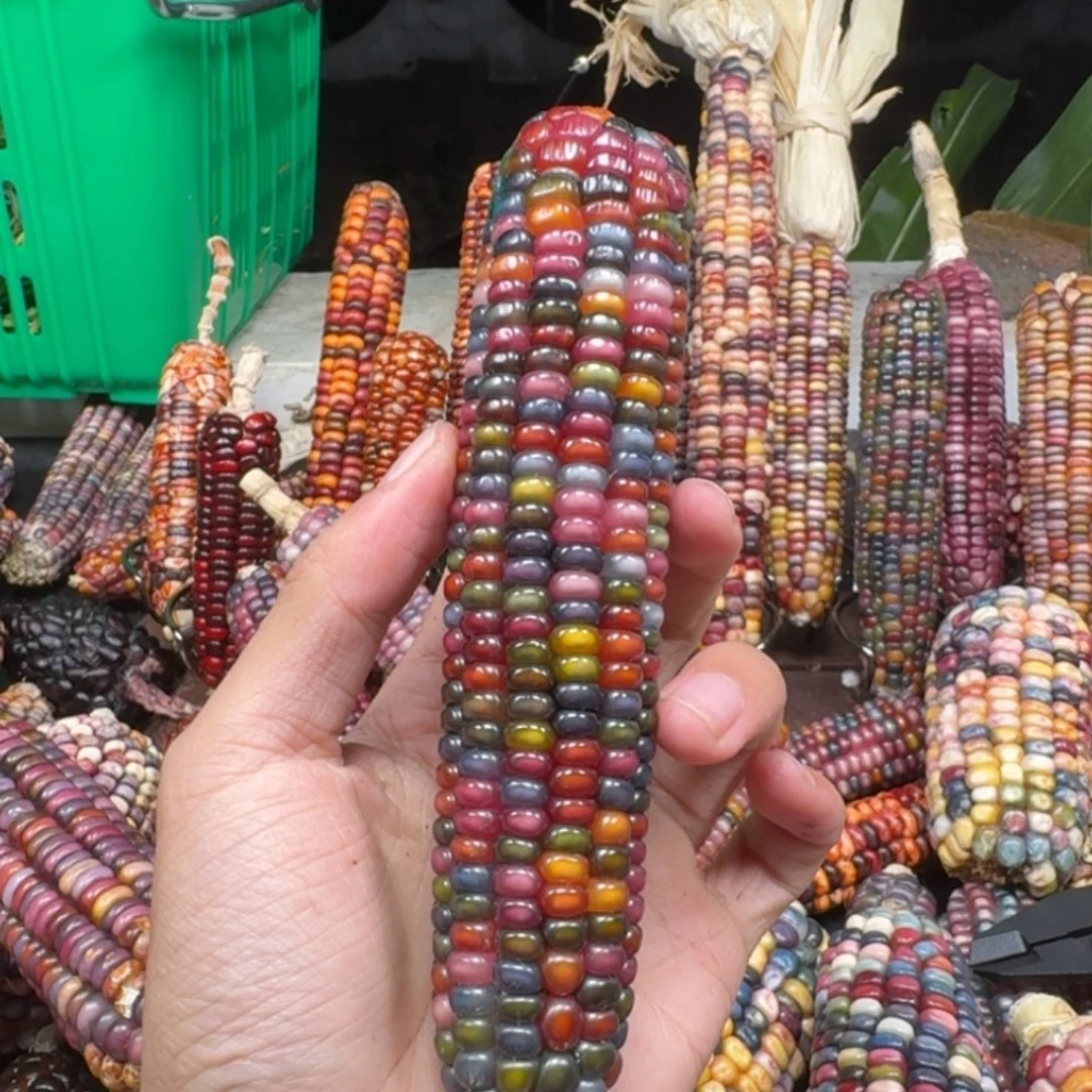 香***奶吊坠柏香籽/百香籽