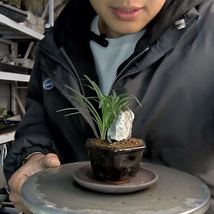 清*小盆景小植物一物一拍148