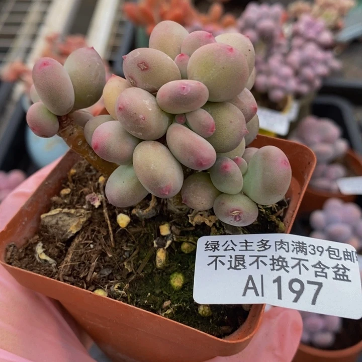 四代苹果奶6cm197的时候我