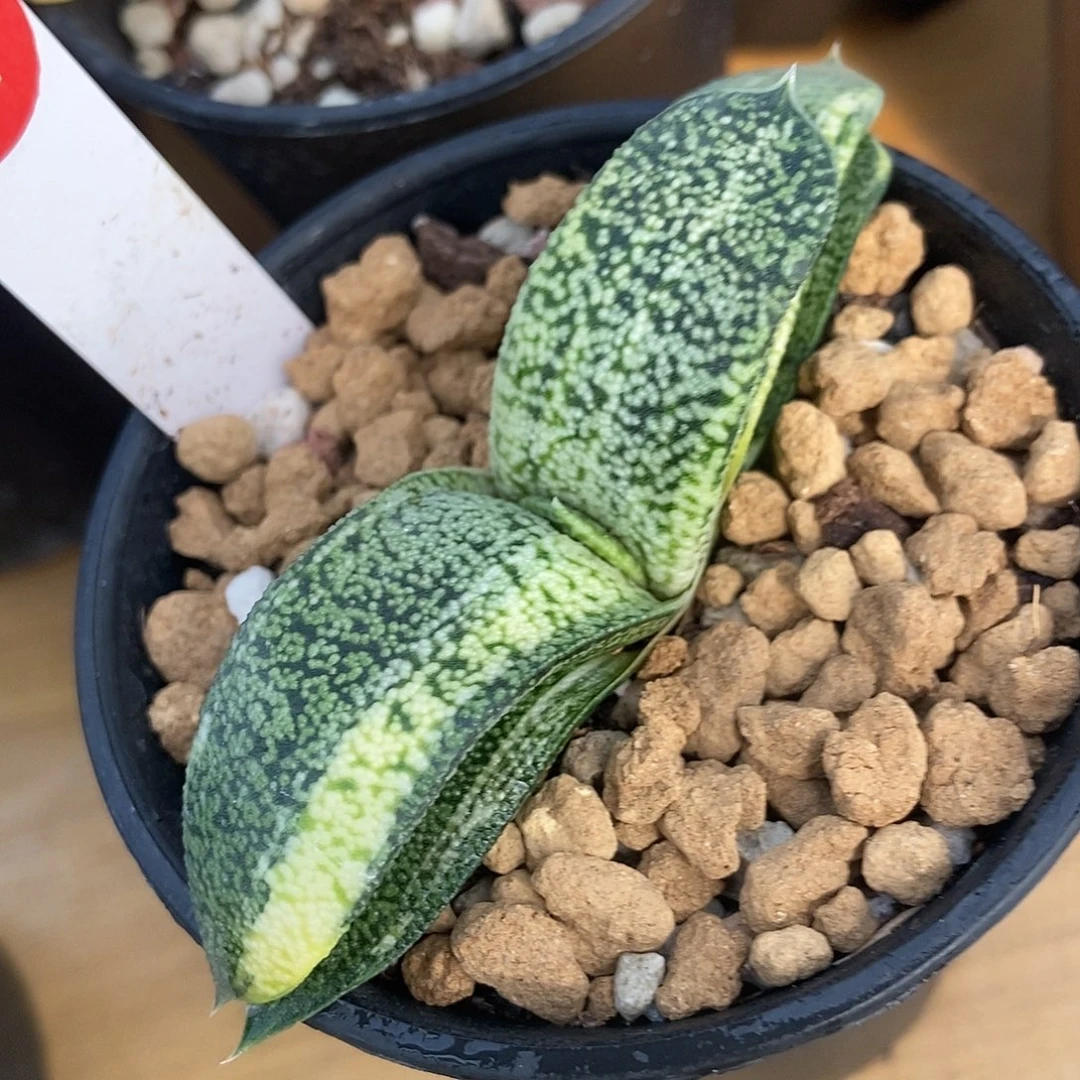 997卧牛实生转锦大白颗粒釉带盆发货