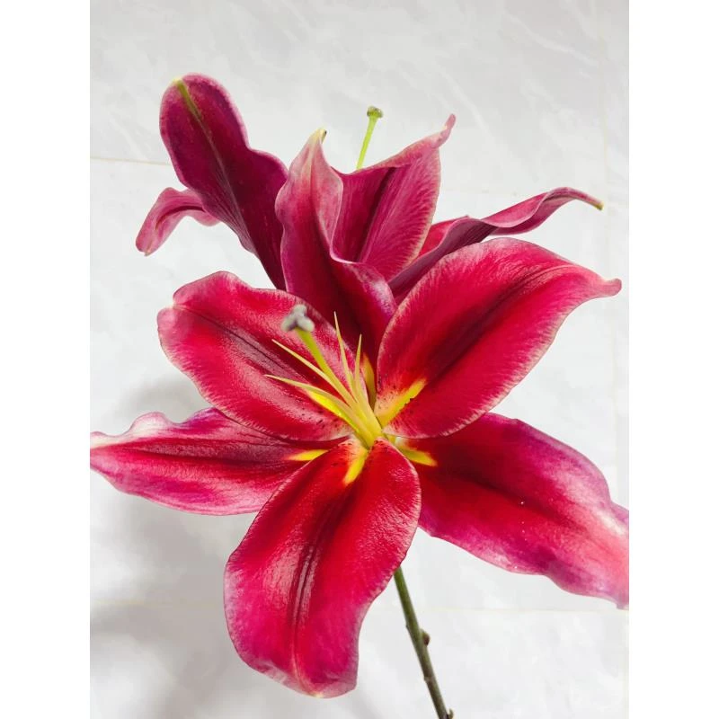 持续的爱单瓣香水百合（两单升级空运）