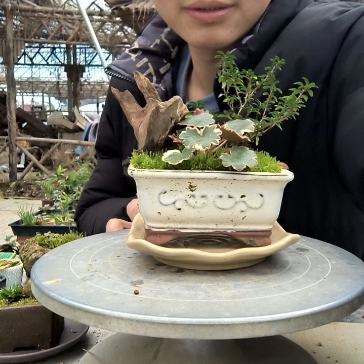 亨*力小盆景小植物一物一拍11