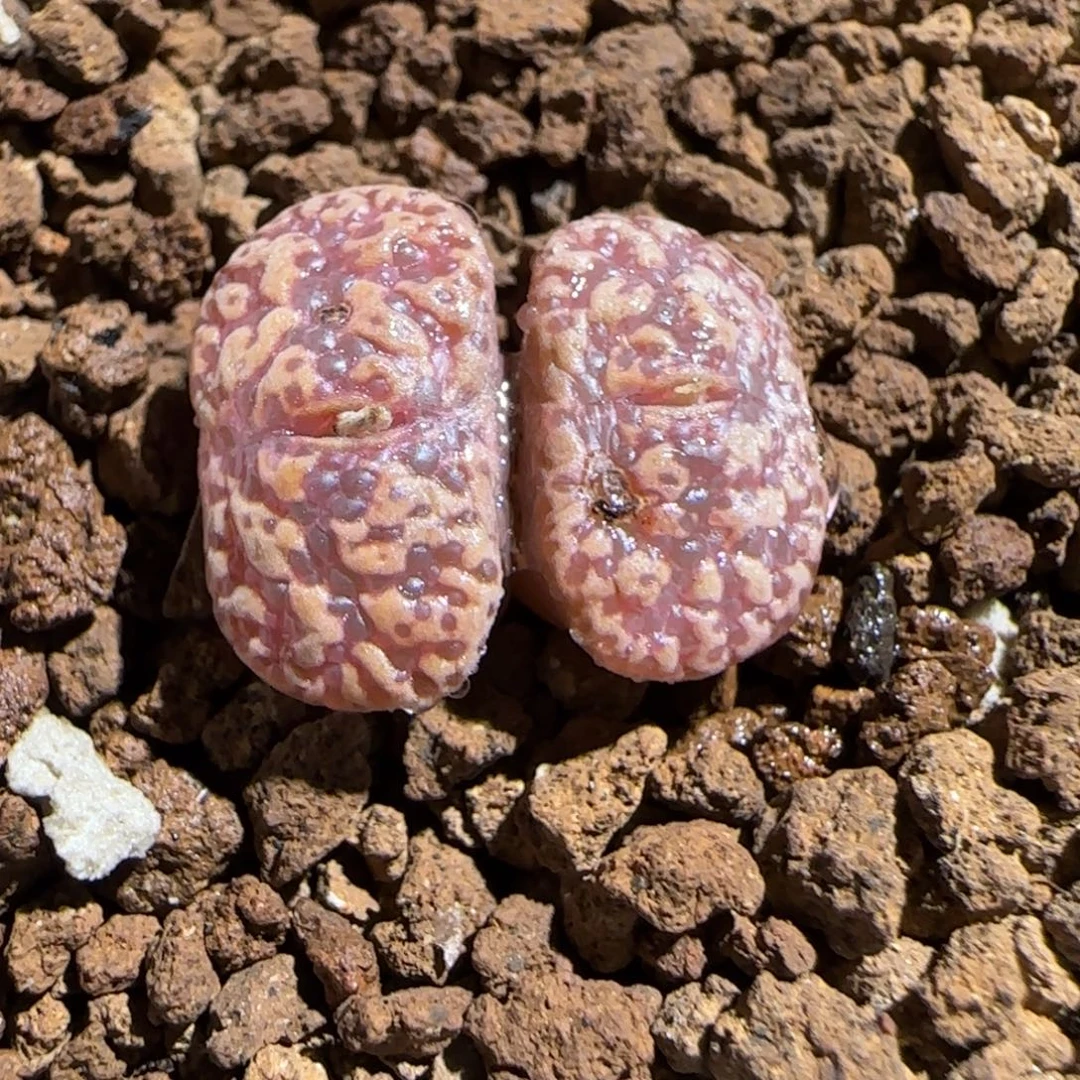 肉锥多肉植物组合-泡泡勋739