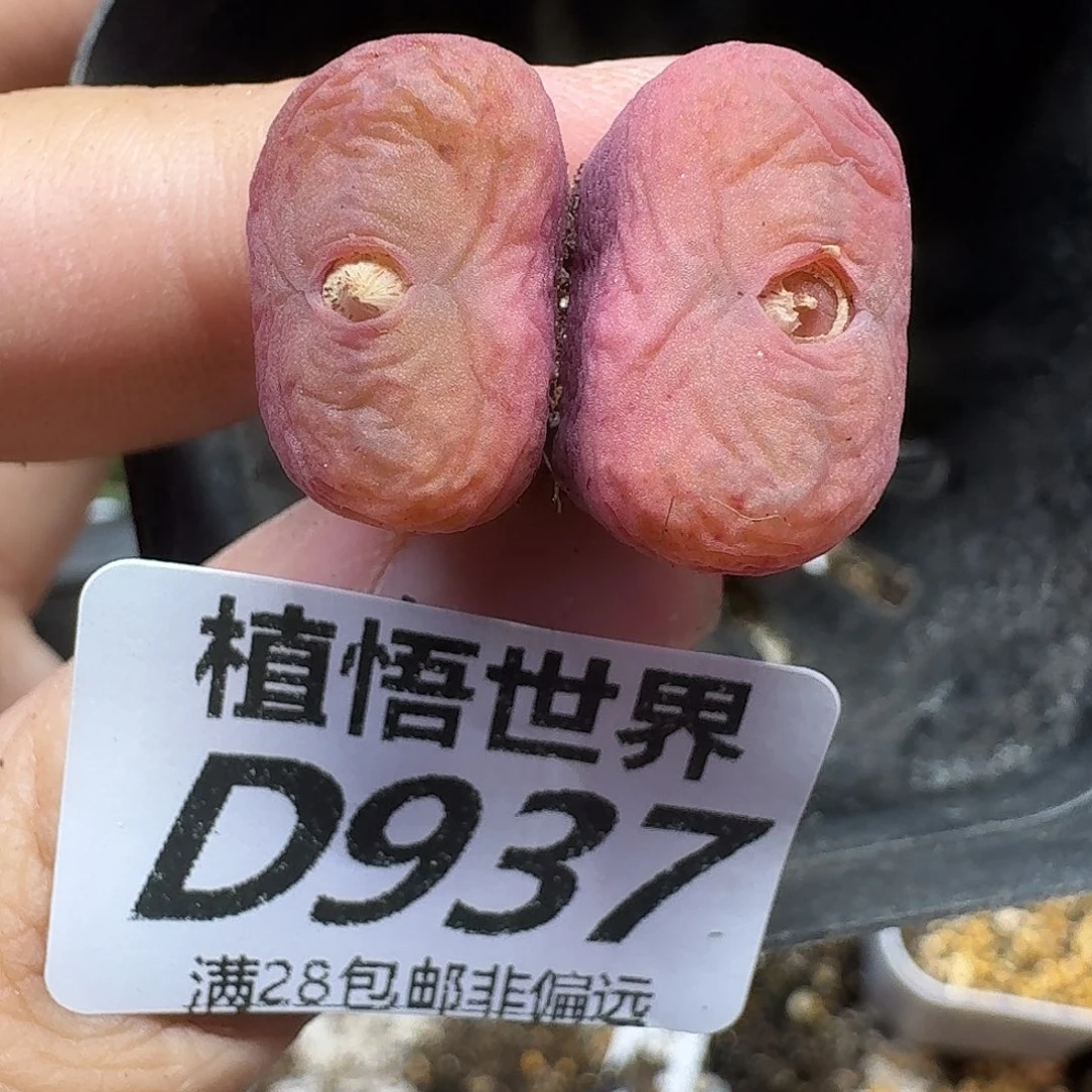 多肉植物的润泽fgb