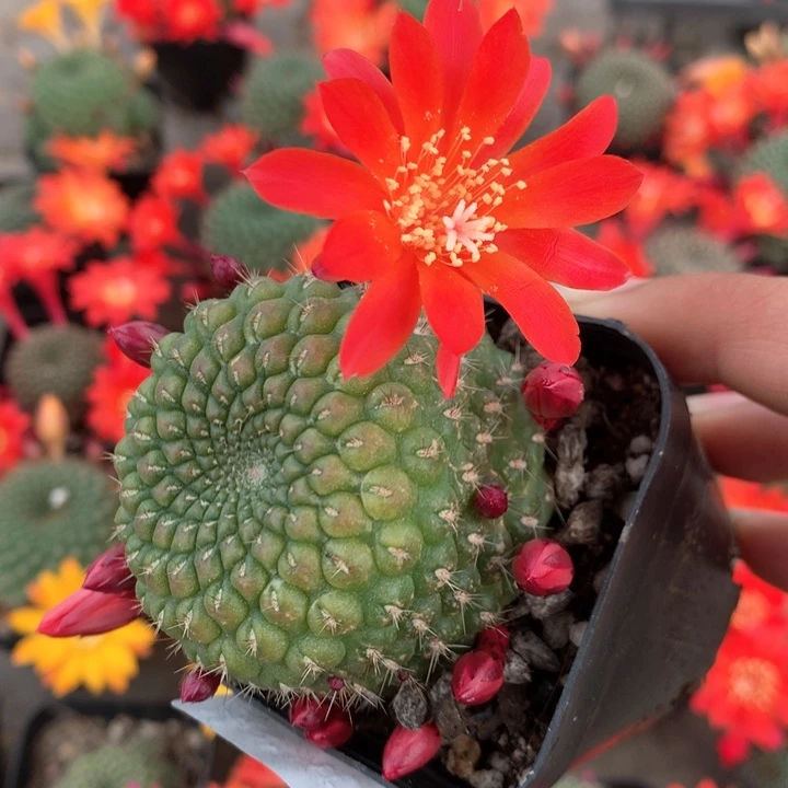 实生宝山带盆土发货