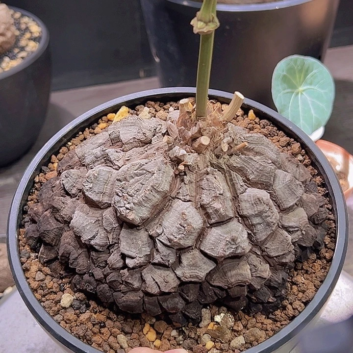 墨龟15.5厘米哈哈哈哈哈哈哈