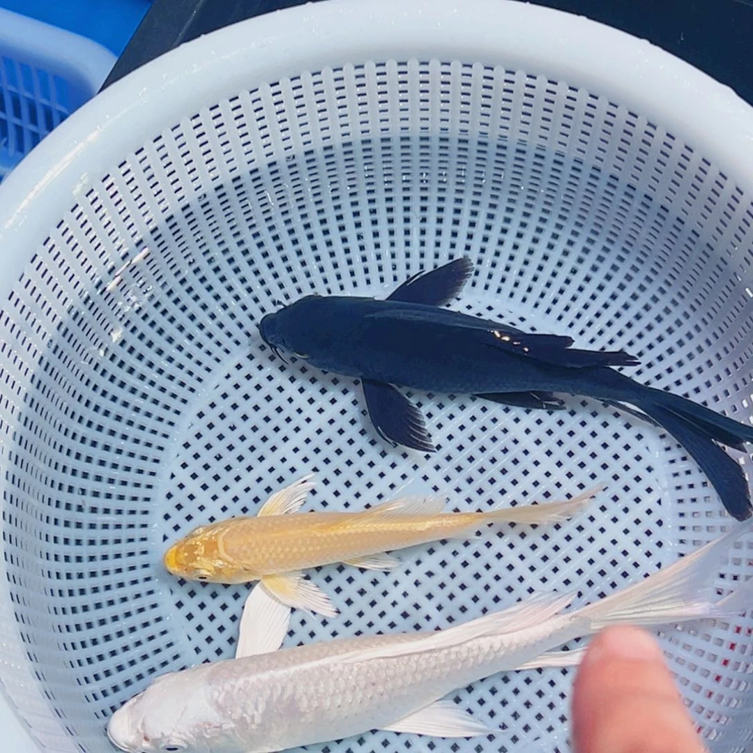 锦鲤锦鲤观赏鱼1111