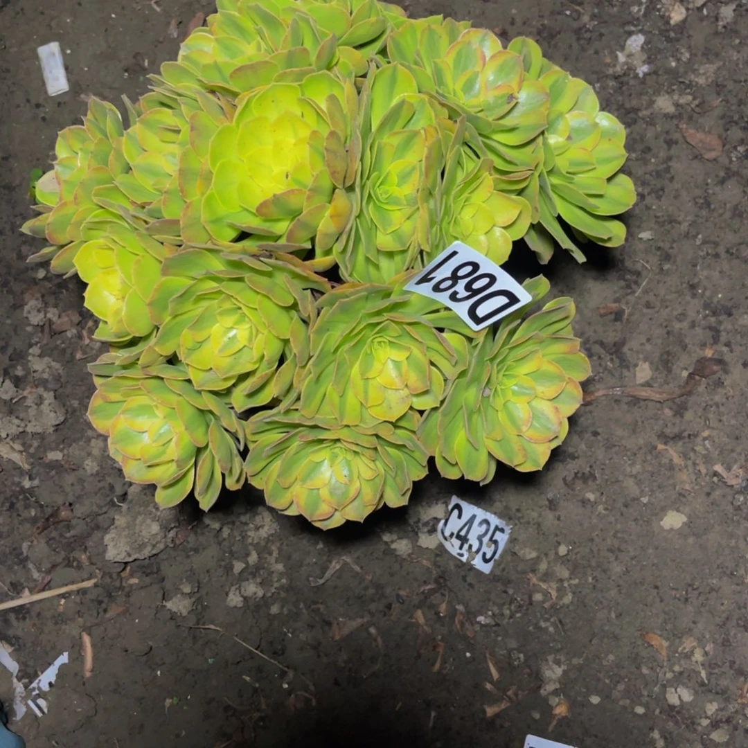 雨荷法师16//-26包邮