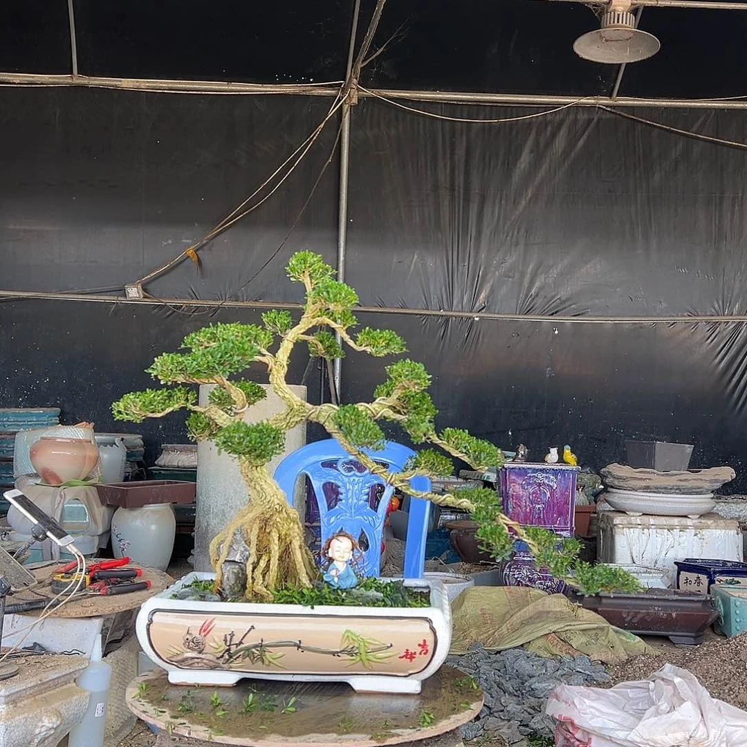 无花朵广东雀舌黄杨盆景