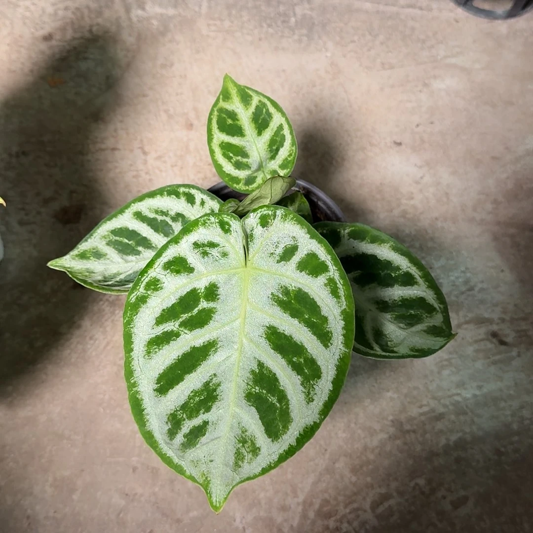 是***～完全开放E27铜锣烧