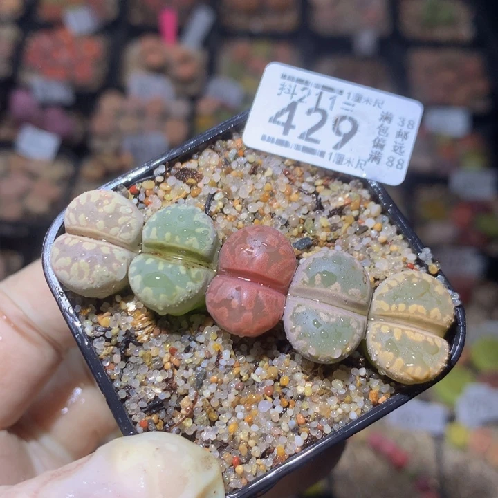 精品生石花211.429