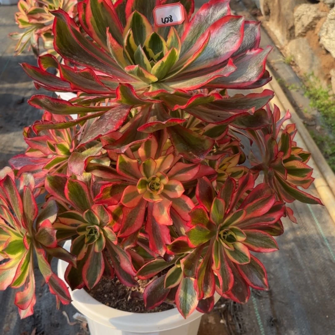 全部花朵紫***0428魅影多肉植物