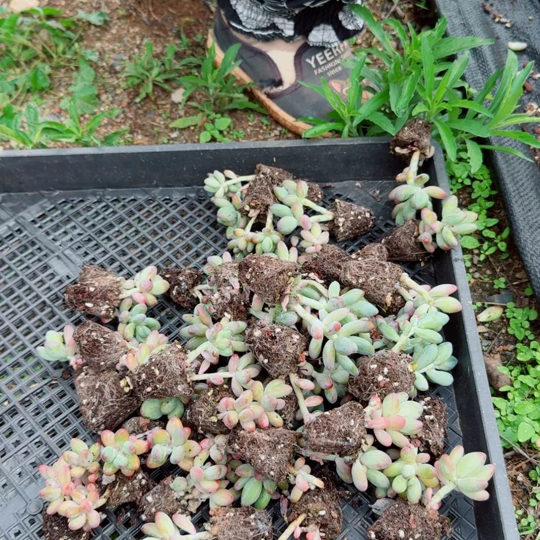 苹果奶苗子十棵量拍8-42