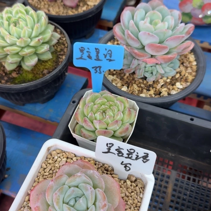 昱***语雪珍一棵，奶芙一棵